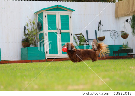 達克斯獵犬在花園裡玩耍 達克斯獵犬在花園裡玩耍 53821015