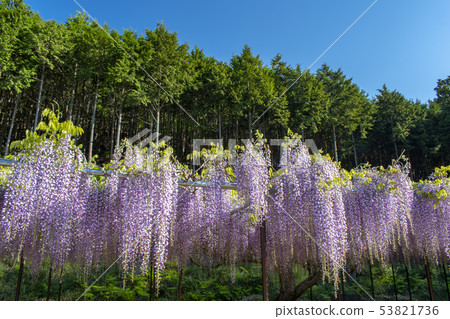 [Hyogo Prefecture Tamba City] Kujuji Temple Fuji Temple 53821736