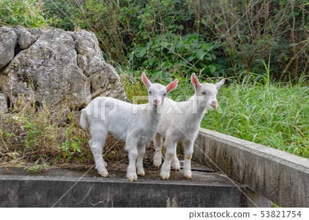Goat child goats that inhabit Okinawa remote island stock Photos-photolibrary 53821754