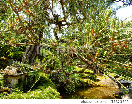 Sakamoto Liobo Garden Shoujin Sakamoto Liobo Garden Shoujin 53823795