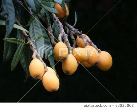 Fruit of loquat 53823868