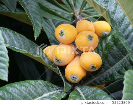 Fruit of loquat Fruit of loquat 53823869