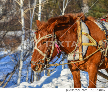 Horse cart running on snow road 53823887