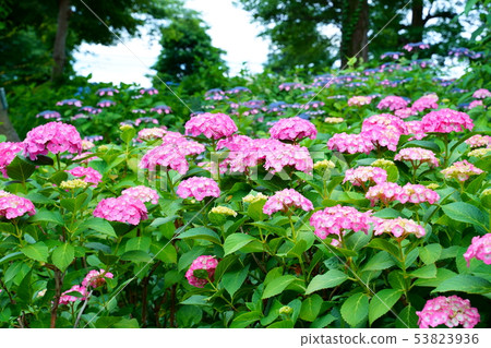Ajisai Shikaiji Temple Cluster 53823936