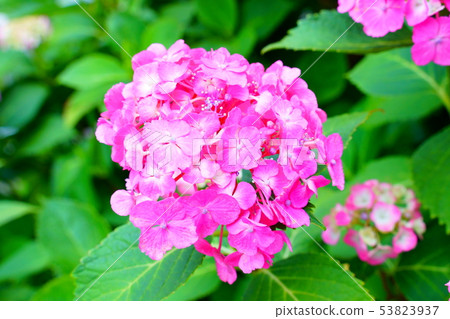 Ajisai Shikaiji Temple Ichigo 53823937