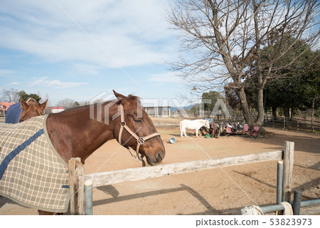 Gifu Seiryu Satoyama Park 53823973