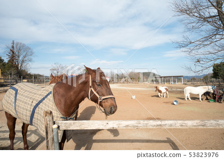 Gifu Seiryu Satoyama Park 53823976