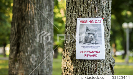 Banner with the announcement of the missing cat hanging on a tree in the park 53825444