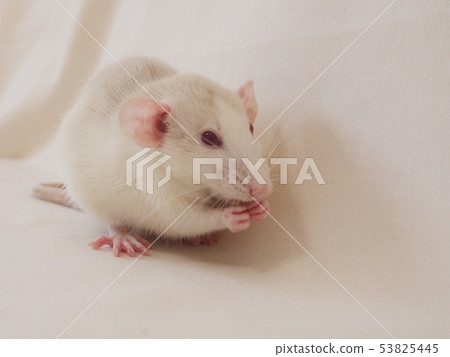 一隻吃食物的老鼠 53825445