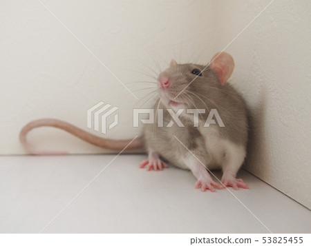 Mouse pointing up 53825455