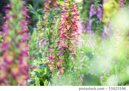 Digitalis illumination frame Digitalis illumination frame 53825596