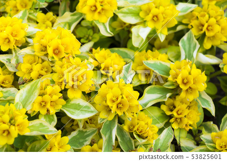 Rissimakia Lissie Rissimakia Lissie 53825601