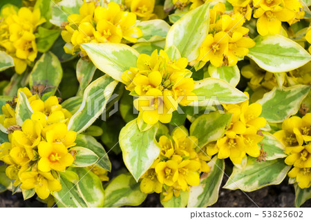 Rissimakia Lissie Rissimakia Lissie 53825602