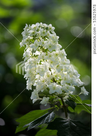 Kashiwawashi hydrangea Aoba green flower vertical composition 53825978