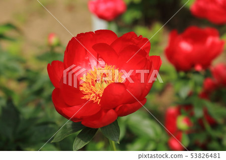 Miyama City Button Garden 53826481