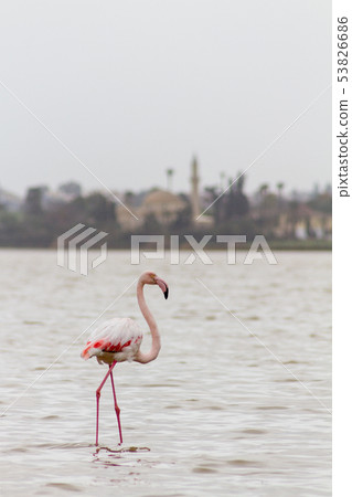 Flamingo and Hala Sultan Tekke Larnaca salt lake Flamingo and Hala Sultan Tekke Larnaca salt lake 53826686