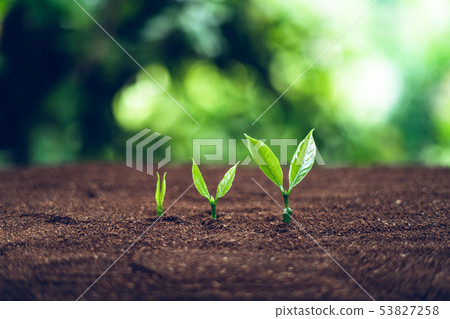 agriculture, baby, background, bokeh, botany, bran 53827258