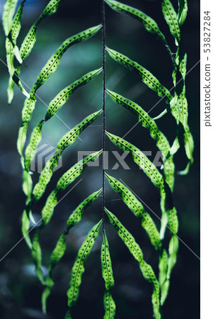 Green tea, tea tree, tea leaves, Assam tea dark le Green tea, tea tree, tea leaves, Assam tea dark le 53827284