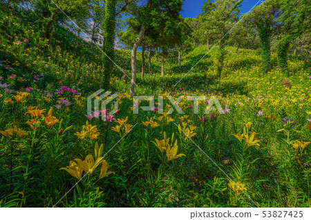 Yukari no Yuri百合花Fukuroi市[靜岡縣] 53827425