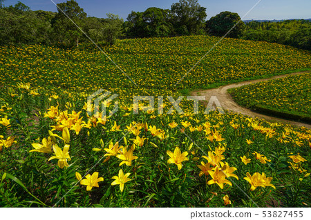 Yukari no Yuri百合花Fukuroi市[靜岡縣] 53827455