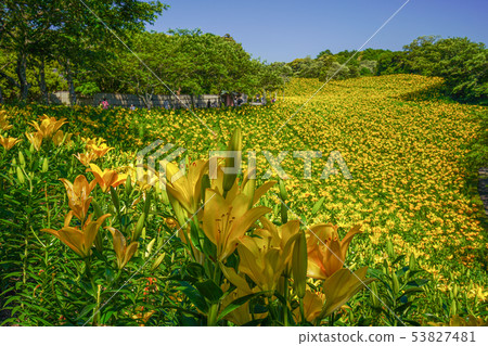 Yukari no Yuri百合花Fukuroi市[靜岡縣] 53827481