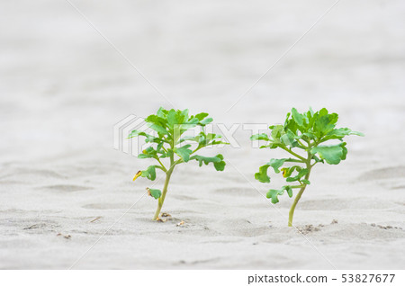 Two sandy plants 53827677