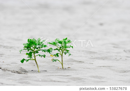 Two sandy plants 53827678