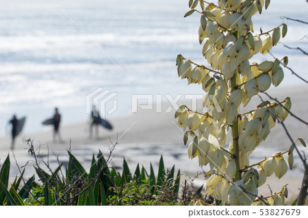 A surfer on the other side of Yucca 53827679