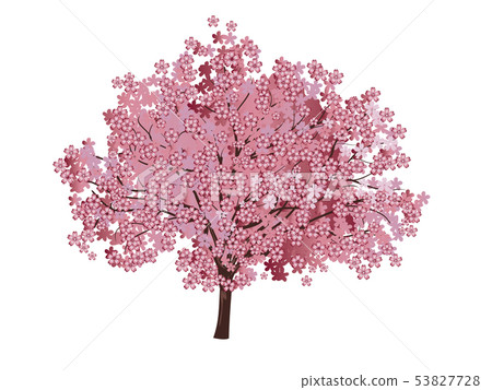 Cherry Blossom Tree Cherry Blossom Tree 53827728