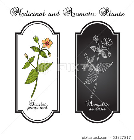 Scarlet pimpernel Anagallis arvensis , or red chickweed, poorman s barometer, shepherd s clock 53827817