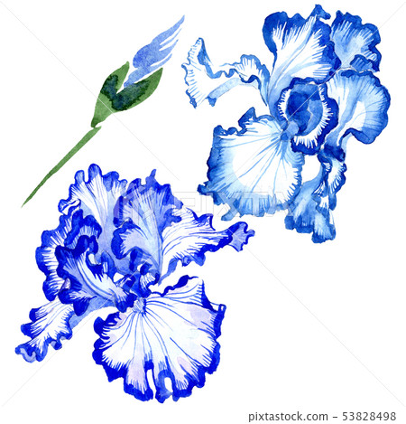 Blue iris floral botanical flowers. Watercolor background illustration set. Isolated irises 53828498
