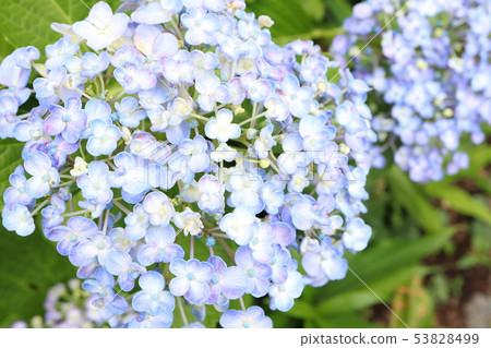 Mischievous hydrangea Mischievous hydrangea 53828499