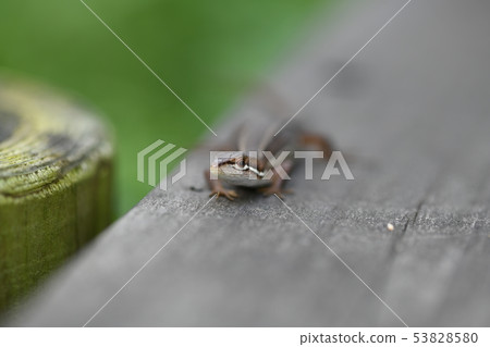 Japanese kana snake 53828580