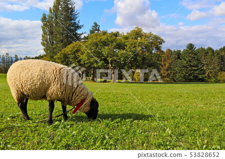Sheep suffolk species Sheep suffolk species 53828652