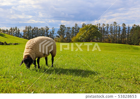 Sheep suffolk species Sheep suffolk species 53828653