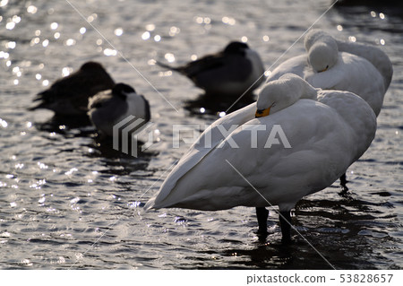 Winter scenery Kawashima swan spot Winter scenery Kawashima swan spot 53828657