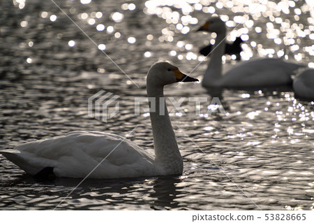 Winter scenery Kawashima swan spot Winter scenery Kawashima swan spot 53828665