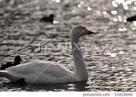 Winter scenery Kawashima swan spot Winter scenery Kawashima swan spot 53828666