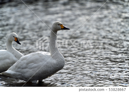 Winter scenery Kawashima swan spot Winter scenery Kawashima swan spot 53828667