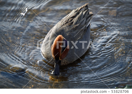 Winter scenery Kawashima swan spot 53828706