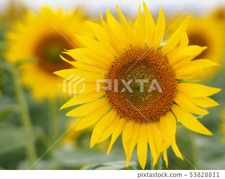 sunflower sunflower 53828811