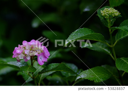  hydrangea 53828837