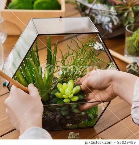 Woman making florarium Woman making florarium 53829489