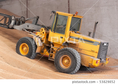 Wheel loader working at grain wheat warehouse. Agriculture industry. 53829852