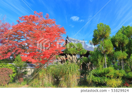 [京都] Genkoan Sanmon的秋葉 53829924