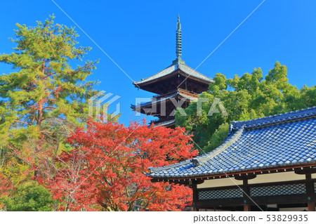 [Kyoto Prefecture] Five-storied pagoda and autumn leaves at Ninnaji Temple under sunny weather 53829935