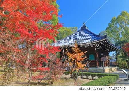 [Kyoto Prefecture] Ninnaji Kyozo and autumn leaves under a clear sky 53829942