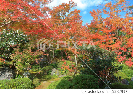 [Kyoto Prefecture] Genkouan Autumn leaves in the courtyard 53829971