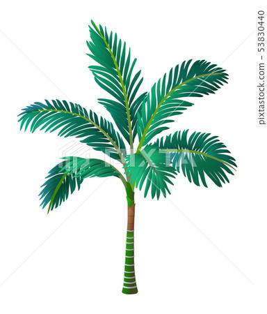 Vector illustration of palm tree. Vector illustration of palm tree. 53830440