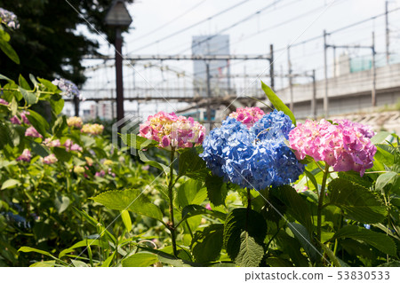 Ajisai Asukayama Park Kita Ward Tokyo Stock Photo